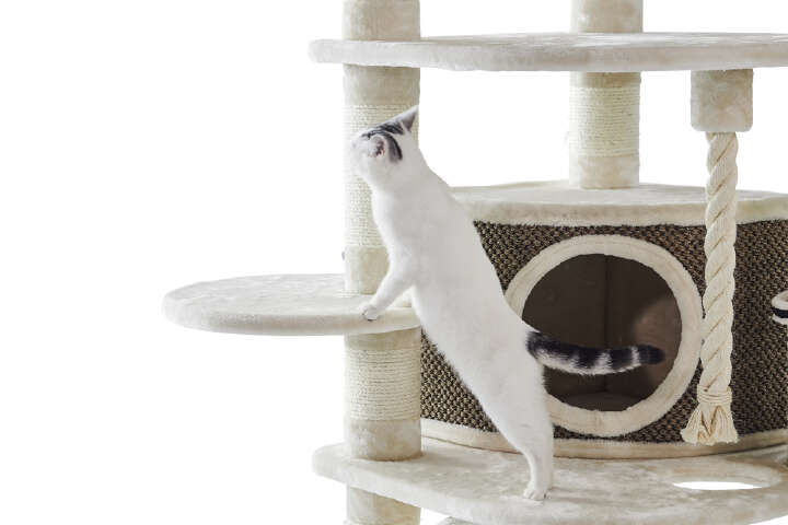 Nobby Kratzbaum Elif